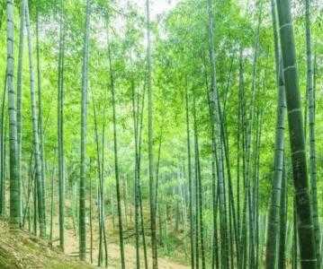 什么环境适合种竹子