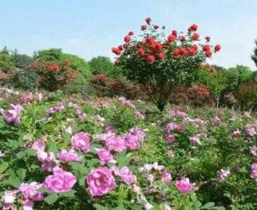 广东花圃适合种什么