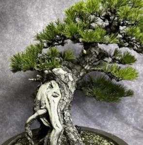 郑州适合种什么松树