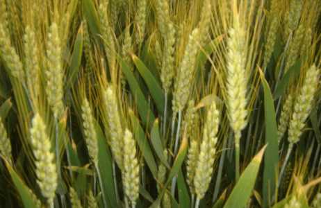 菏泽适合种什么麦子