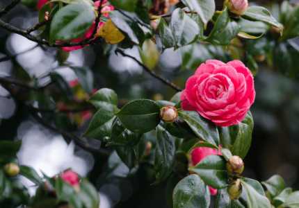 花草适合什么季节种