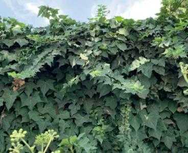 武汉适合种什么爬墙植物