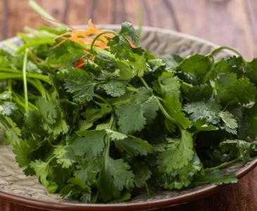 年底适合种什么香菜