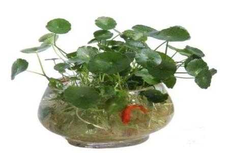 鱼缸适合种什么植物