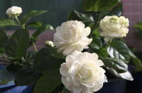 越南适合种什么植物