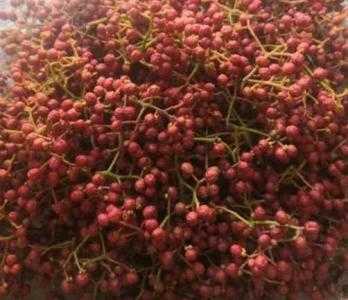蒲县适合种什么花椒