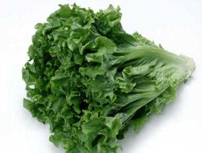 电梯房种什么菜适合