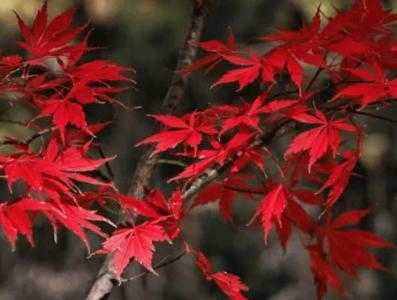 霜冻适合种什么红枫