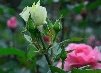 露台花池适合种什么花草