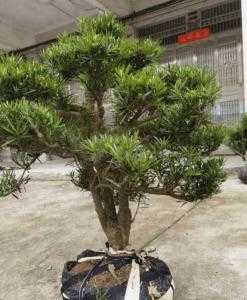 怒江适合种什么树桩