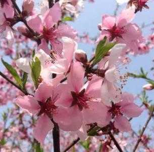 桂南适合种什么桃花