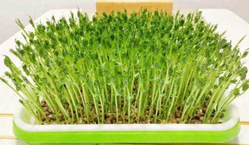 夏天适合种什么芽苗菜
