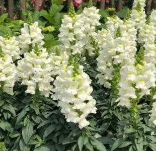 小区适合种什么花草