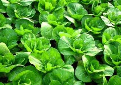 种完红菜苔地适合种什么