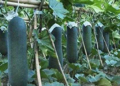 冬瓜适合什么土壤种