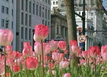 适合春季种什么花