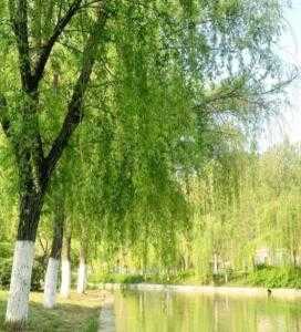 广场适合种什么木头