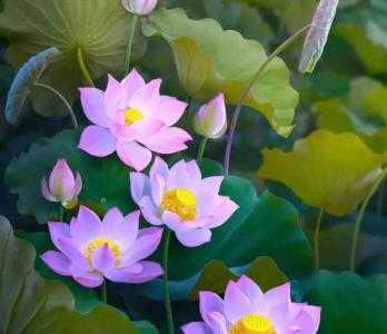 合肥适合种什么花草