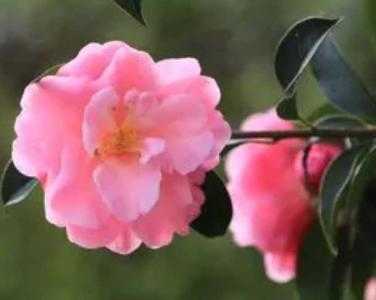 什么城市适合种什么花草