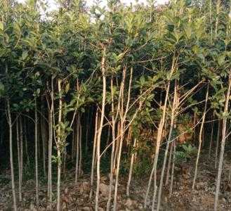 明年适合种什么树苗