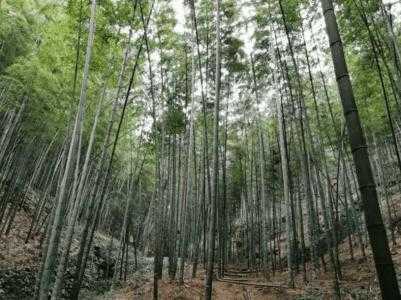 毛竹林适合种什么