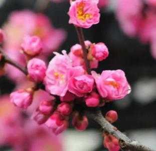 鄂东适合种什么花卉