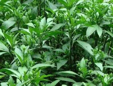 罗田适合种什么药草