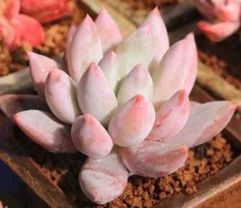 温室适合种什么植物呢