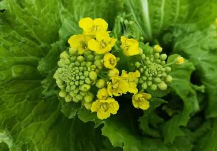 楼下适合种什么菜花