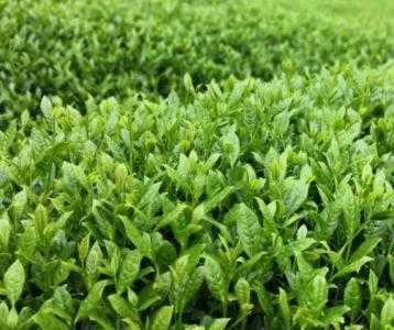 花垣适合种什么特产