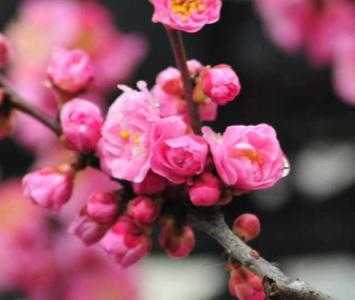 古代适合种什么花呢