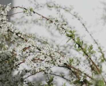 雪柳适合种什么花盆