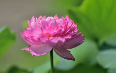 廉江适合种什么花