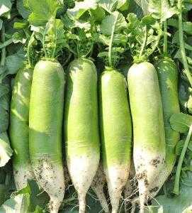 山阴适合种什么菜子