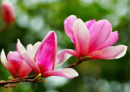 赵县适合种什么花