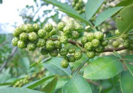 易县适合种什么花椒