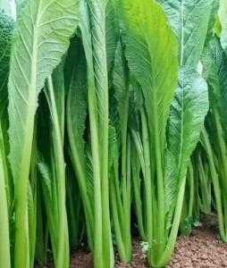 大同适合种什么青菜