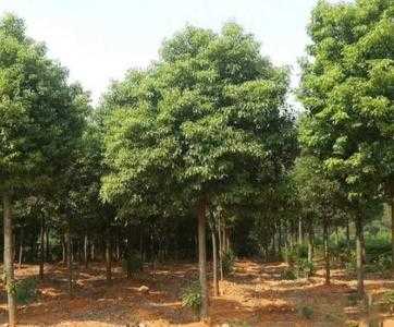 种什么植物适合北方