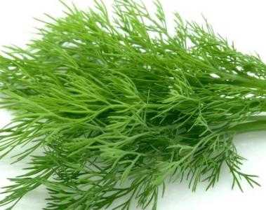 茴香适合什么节气种