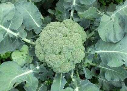 园林适合种什么菜花