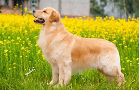 濮阳适合养什么狗