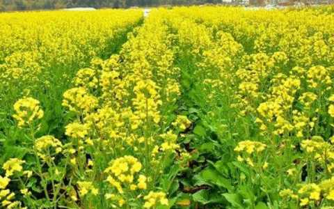 什么温度适合种油菜