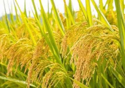 杭州适合种什么米