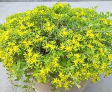 什么季节适合种垂盆草