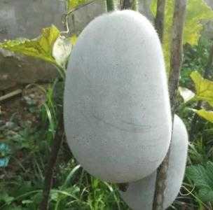 新乡适合种什么冬瓜