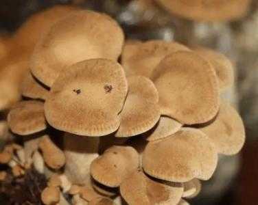 保康适合种什么菜