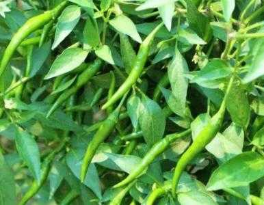 保山适合种什么菜种