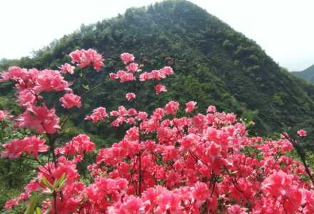 映山红适合种盆景吗