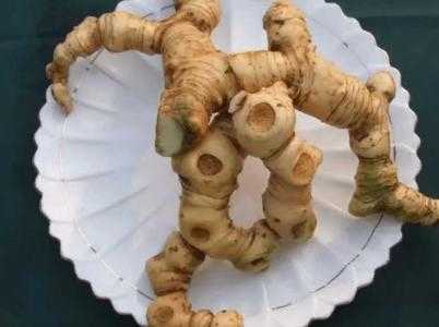 桂北适合种什么草药