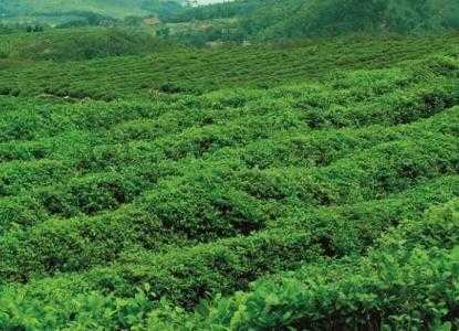 宁都适合种什么茶叶